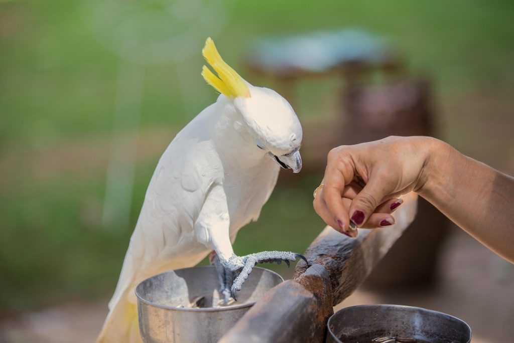 bird, cockatoo, pet, parrotsss